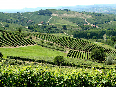 Blick auf Weinberge in der Provinz Asti im Piemont. (Foto: Megan Cole)