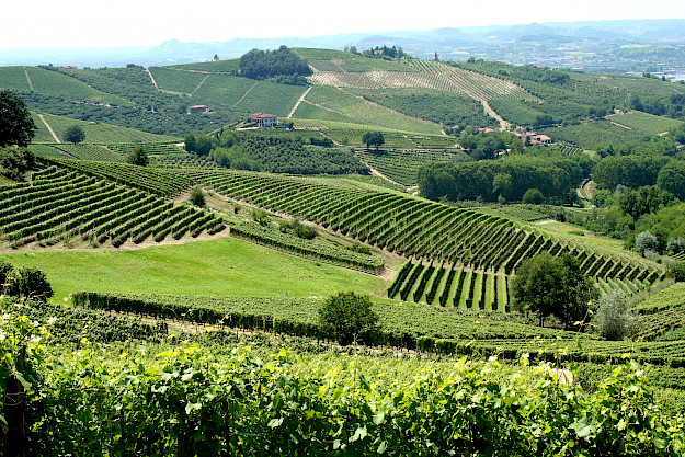 Blick auf Weinberge in der Provinz Asti im Piemont. (Foto: Megan Cole)