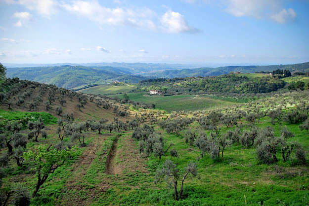 Blick auf Olivenhaine vom Landsitz von Artimino in der Toskana. (Foto: Jacopo Marcovaldi)