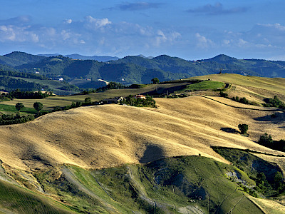 Blick auf Getreidefelder in der markischen Region Montefeltro. (Foto: Paolo Polidori)